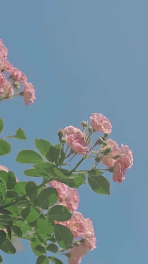 粉紅玫瑰與綠葉映襯著晴朗的藍天 — 花朵美學動態圖 壁紙