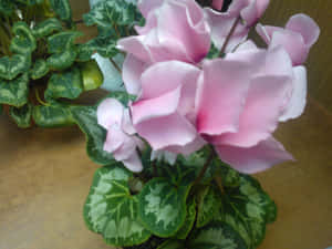 木質表面上，帶有雜色綠色葉子的粉紅色仙客來花朵。 — 仙客來 壁紙