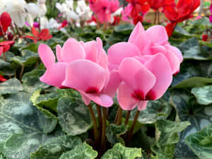 粉紅色仙客來花朵與綠葉在花園中 — 仙客來 壁紙