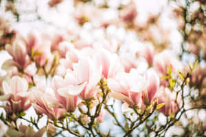 粉紅色木蘭花在明亮的春日陽光下盛開在樹枝上。 — 鳶尾花 壁紙