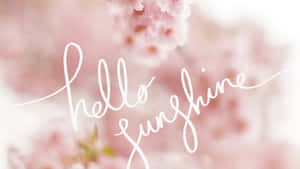粉紅色櫻花配上白色草書文字 hello sunshine。 — 春天花朵 壁紙