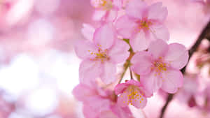 粉紅色櫻花處於柔焦狀態，柔和光線穿過花瓣。 — 櫻島麻衣 壁紙