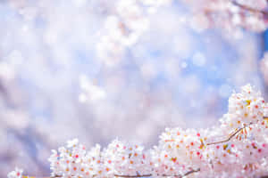盛開的櫻花，帶有柔和的粉彩和模糊的藍天背景。 — 可愛春天 壁紙