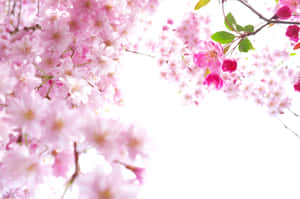 粉紅色櫻花在明亮的白色背景下柔焦呈現。 — 櫻島麻衣 壁紙