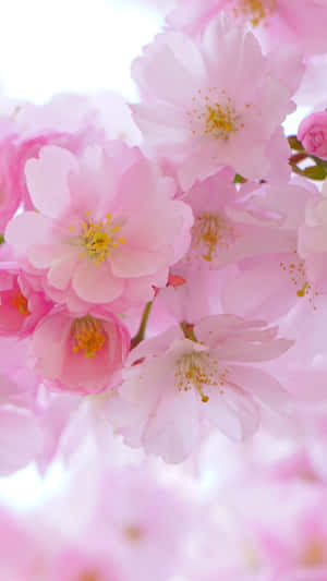 柔焦的粉紅色櫻花，帶有黃色雄蕊。 — 春野櫻 壁紙
