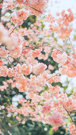 在陽光背景下，樹枝上盛開的粉紅色櫻花。 — 春天花朵 壁紙