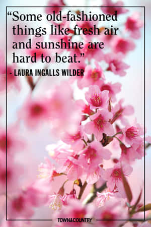 粉紅色櫻花，附有Laura Ingalls Wilder關於清新空氣和陽光的引文。 — 小米18 Fold 壁紙