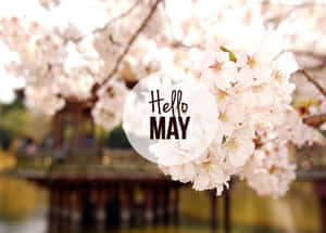 櫻花與 'Hello MAY' 文字覆蓋在木橋和水面上。 — 五月 壁紙