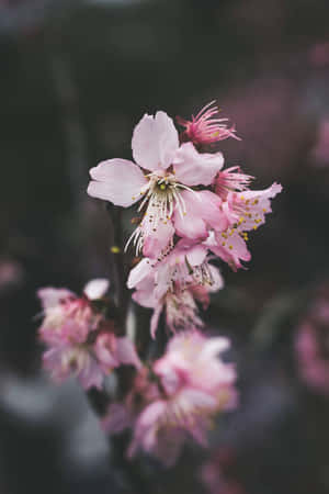 柔焦的粉紅色櫻花，背景模糊 — 暗色花卉 壁紙