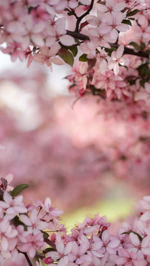 粉紅色櫻花在樹枝上盛開，背景柔和模糊。 — 花朵 壁紙