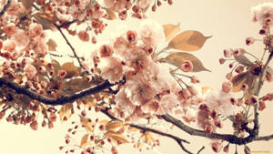 春天櫻花在樹枝上盛開。 — 春天花朵 壁紙
