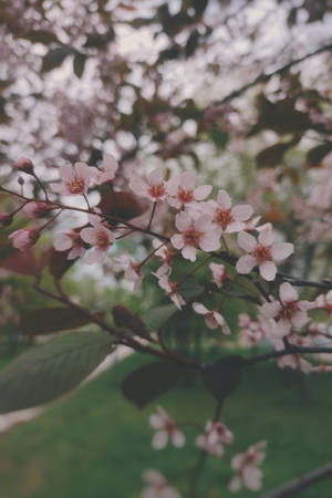 春季花園中深色樹枝上的粉紅色櫻花。 — 小米平板 9 Pro 壁紙