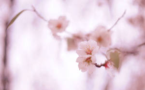 纖細的粉紅色櫻花在樹枝上，背景柔和模糊。 — 粉色花朵 壁紙