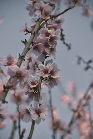 粉紅色櫻花在樹枝上，襯著灰色天空 — Huawei MatePad 12 X (2025) 壁紙