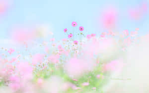 在清澈藍天下，柔焦田野中的粉紅色波斯菊。 — 春天花朵 壁紙