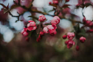 樹枝上的粉紅櫻花，背景柔和模糊。 — 暗色花卉 壁紙