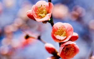 藍天下帶有黃色雄蕊的粉紅色花枝。 — 春天花朵 壁紙