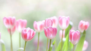 帶有白色基部的粉紅色鬱金香在陽光明媚的花園中綻放。 — Tumblr 花朵 壁紙