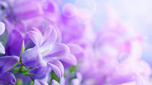 紫色風鈴花，帶有柔和散景背景和閃爍光效。 — 淺紫色系美學 壁紙
