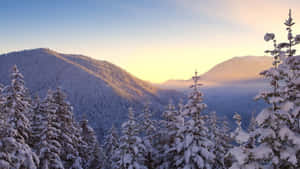 白雪覆蓋的松樹和山脈沐浴在日出光芒中。 — 冬季風景 壁紙