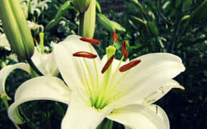 花園中一朵帶有紅色雄蕊和綠色葉子的白百合。 — 春天花朵 壁紙