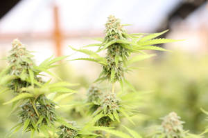 大麻植物特寫，帶有詳細的花蕾和鋸齒狀葉片。 — 大麻 壁紙