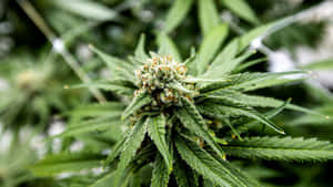大麻植物的特寫，帶有密集的綠色花蕾和鋸齒狀葉片。 — 花園 壁紙