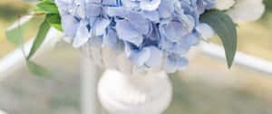 藍色繡球花在白色花瓶中，搭配綠色葉子，放在玻璃桌上。 — 花 壁紙