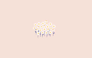 蜜桃色背景上，白色花瓣和黃色花心的雛菊簇。 — 雛菊 壁紙