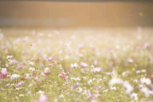 在溫暖陽光下閃耀的粉白色大波斯菊花田。 — 花朵 壁紙