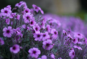 柔焦紫色天竺葵花朵，背景有綠色葉子 — 花園 壁紙