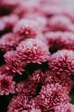 粉紅色菊花的特寫，柔焦效果，背景模糊。 — Vivo Pad6 Pro 壁紙