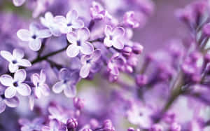 柔焦紫色丁香花的特寫，背景模糊。 — 花朵美學動態圖 壁紙