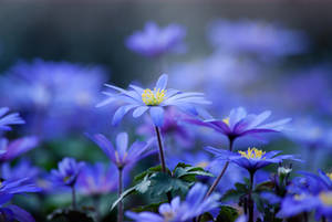 柔焦花園環境中帶有黃色花心的藍色花朵。 — 花 壁紙