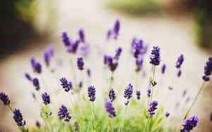 柔焦的薰衣草花朵，背後是陽光明媚的花園小徑。 — 花朵 壁紙