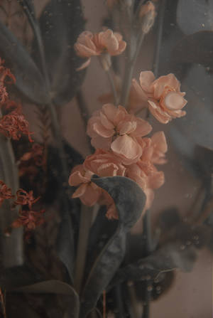 透過雨點玻璃看到的桃花和後面的灰色葉子。 — 花卉 壁紙