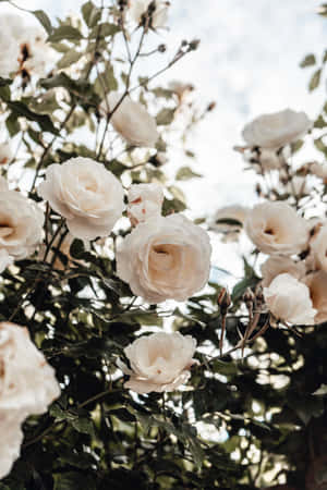 白玫瑰與綠葉在花園中的白天場景 — Huawei MatePad 壁紙