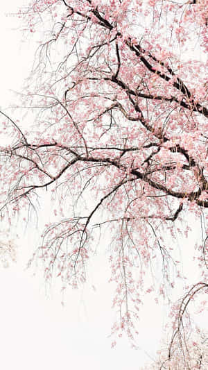 粉紅色櫻花掛在深色樹枝上，背景是淡色天空。 — 花 iPhone 壁紙