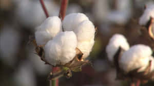 田間植物上蓬鬆白色棉花球的特寫。 — 向日葵花田 壁紙
