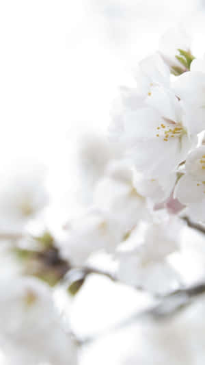 白色櫻花在明亮的春日陽光下，在樹枝上輕輕綻放。 — 花朵 壁紙