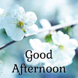 白色櫻花配上'Good Afternoon'文字，柔和藍色背景。 — 春天花朵 壁紙