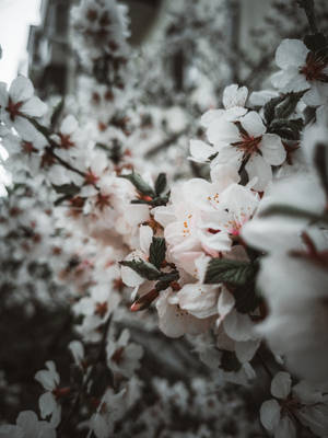 春天樹枝上帶有粉紅色中心的白色櫻花特寫。 — 花朵 壁紙