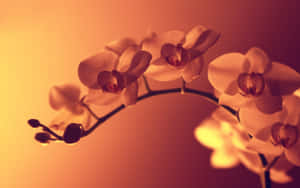 精緻的白色蘭花沐浴在溫暖的金色光芒中，背景柔和漸變。 — 紫色玫瑰 壁紙