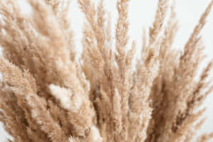 白色背景上蓬鬆的米色蒲葦特寫。 — 草地 壁紙