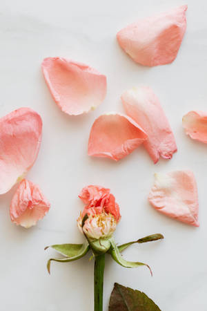 白色雲石表面上的粉紅玫瑰花瓣和凋謝花蕾。 — 玫瑰花 壁紙