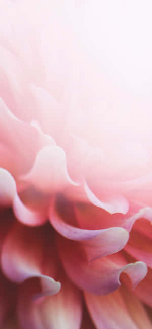 柔軟粉紅色大麗花花瓣的特寫，背景模糊。 — Galaxy Note 壁紙