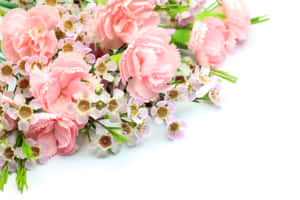 粉紅色康乃馨和小白花與綠色莖幹在白色背景上 — 宇宙 壁紙
