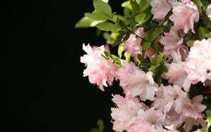 粉紅色杜鵑花與綠葉在黑色背景下。 — 粉色花朵 壁紙