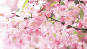 春天樹枝上粉紅色櫻花與綠葉的特寫。 — 美學 壁紙
