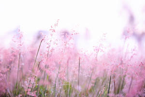 粉紅色的草在明亮、夢幻的田野中輕輕搖曳。 — 粉色花朵 壁紙